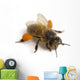 Western Honey Bee Wall Decal