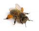 Western Honey Bee Wall Decal