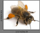 Western Honey Bee Wall Decal