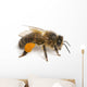 Western Honey Bee Right Side Wall Decal