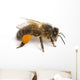 Western Honey Bee Right Side Wall Decal