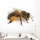 Western Honey Bee Right Side Wall Decal