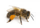 Western Honey Bee Right Side Wall Decal