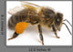 Western Honey Bee Right Side Wall Decal