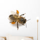 Western Honey Bee Or Wall Decal