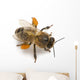 Western Honey Bee Or Wall Decal