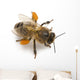 Western Honey Bee Or Wall Decal