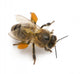 Western Honey Bee Or Wall Decal
