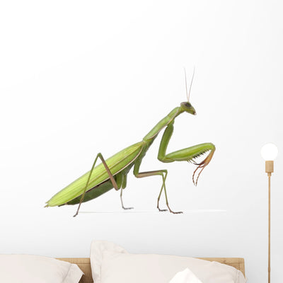 European Praying Mantis Wall Decal shown on a wall