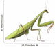 European Praying Mantis Wall Decal