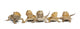 Central Bearded Dragons Wall Decal