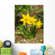 Yellow Daffodils Wall Decal