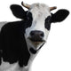 Cow 2 10 Wall Decal