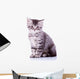 Cute Baby Silver Tabby Wall Decal