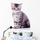 Cute Baby Silver Tabby Wall Decal