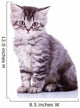 Cute Baby Silver Tabby Wall Decal