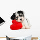 Havanese Puppy With Red Wall Decal