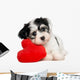 Havanese Puppy With Red Wall Decal
