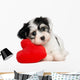 Havanese Puppy With Red Wall Decal
