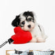 Havanese Puppy With Red Wall Decal