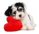 Havanese Puppy With Red Wall Decal