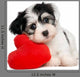 Havanese Puppy With Red Wall Decal