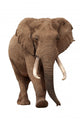 African Elephant White Wall Decal