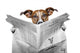 Dog Reading Newspaper Wall Decal