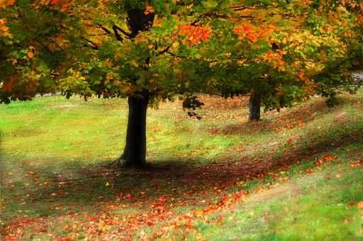 Early Autumn Hill Wall Decal
