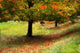 Early Autumn Hill Wall Decal