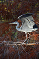 Portrait Blue Heron Flapping Wall Decal