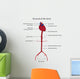 Structure Aorta Vector Illustration Wall Decal