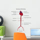 Structure Aorta Vector Illustration Wall Decal
