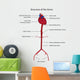 Structure Aorta Vector Illustration Wall Decal
