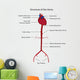 Structure Aorta Vector Illustration Wall Decal