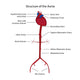 Structure Aorta Vector Illustration Wall Decal