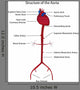 Structure Aorta Vector Illustration Wall Decal