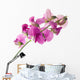 sweet pea Wall Decal