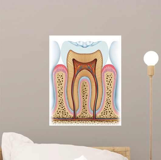 Anatomy Tooth Wall Decal