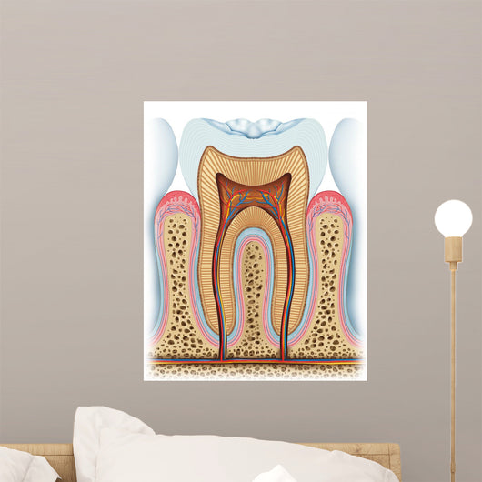 Anatomy Tooth Wall Decal
