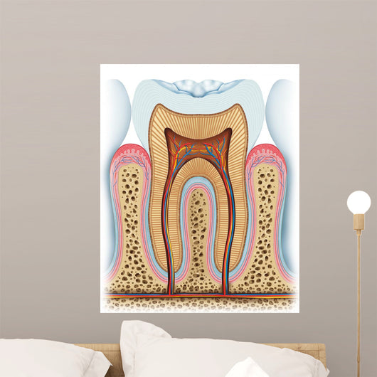 Anatomy Tooth Wall Decal