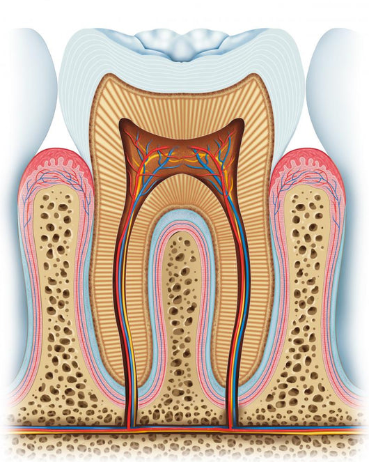 Anatomy Tooth Wall Decal
