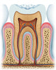 Anatomy Tooth Wall Decal