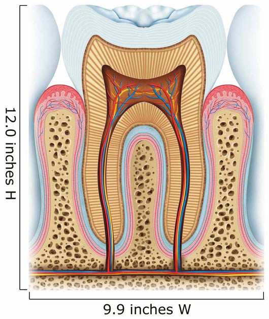 Anatomy Tooth Wall Decal