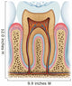 Anatomy Tooth Wall Decal