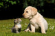Yellow Lab Puppy And Kitten Wall Decal