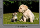 Yellow Lab Puppy And Kitten Wall Decal