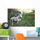 Poney Blanc Wall Decal