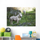 Poney Blanc Wall Decal
