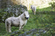 Poney Blanc Wall Decal